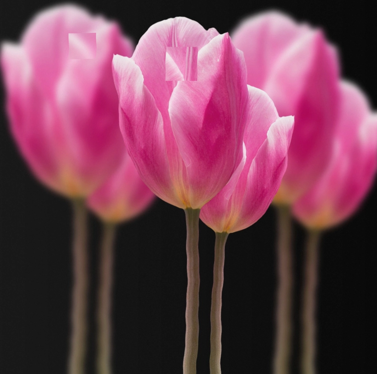 Seasonal flowers by month